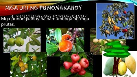 halamang namumunga drawing|Epp6 aralin 1 punongkahoy .